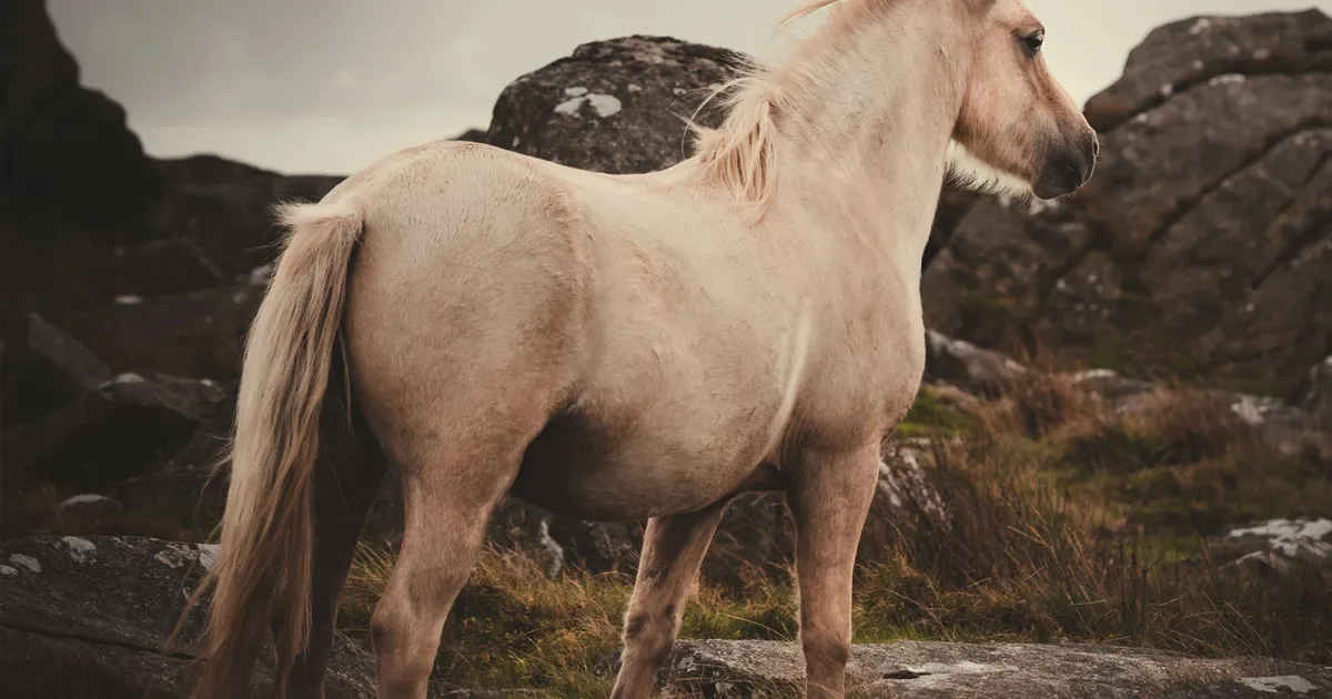 Cauda equina syndrome is a rare but serious neurological condition. The syndrome is caused by extreme pressure and swelling on the cauda equina, which is Latin for “horse’s tail”.